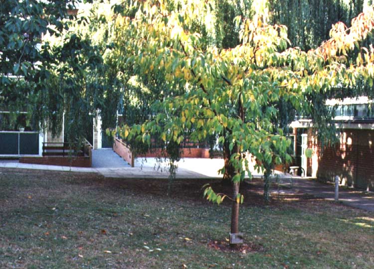 Sch12